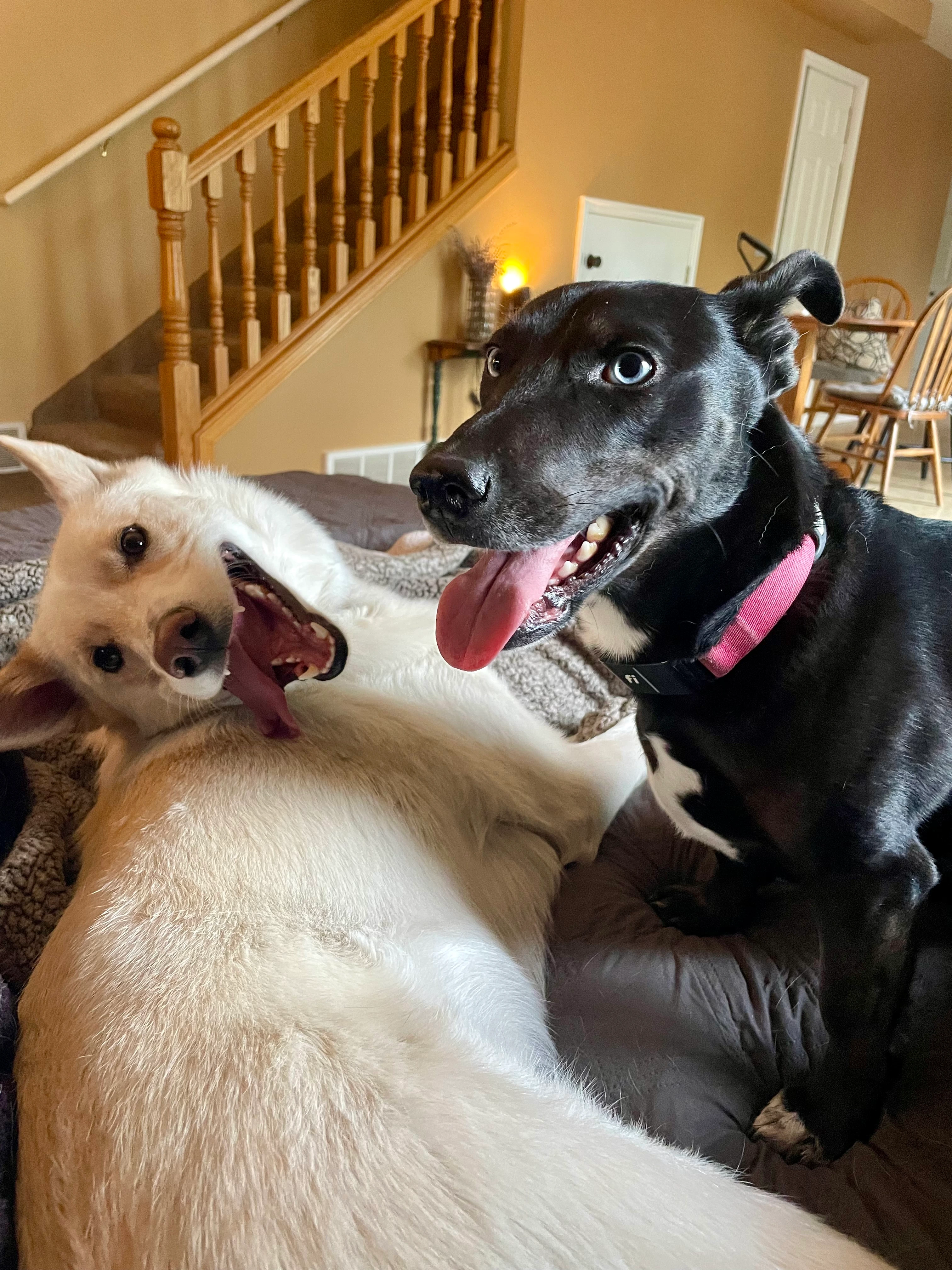 Frost and Tessy